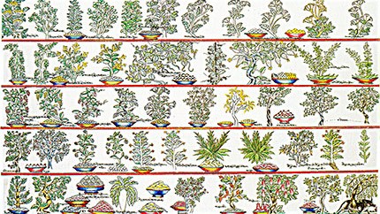 藏藥資源分布、發(fā)展史